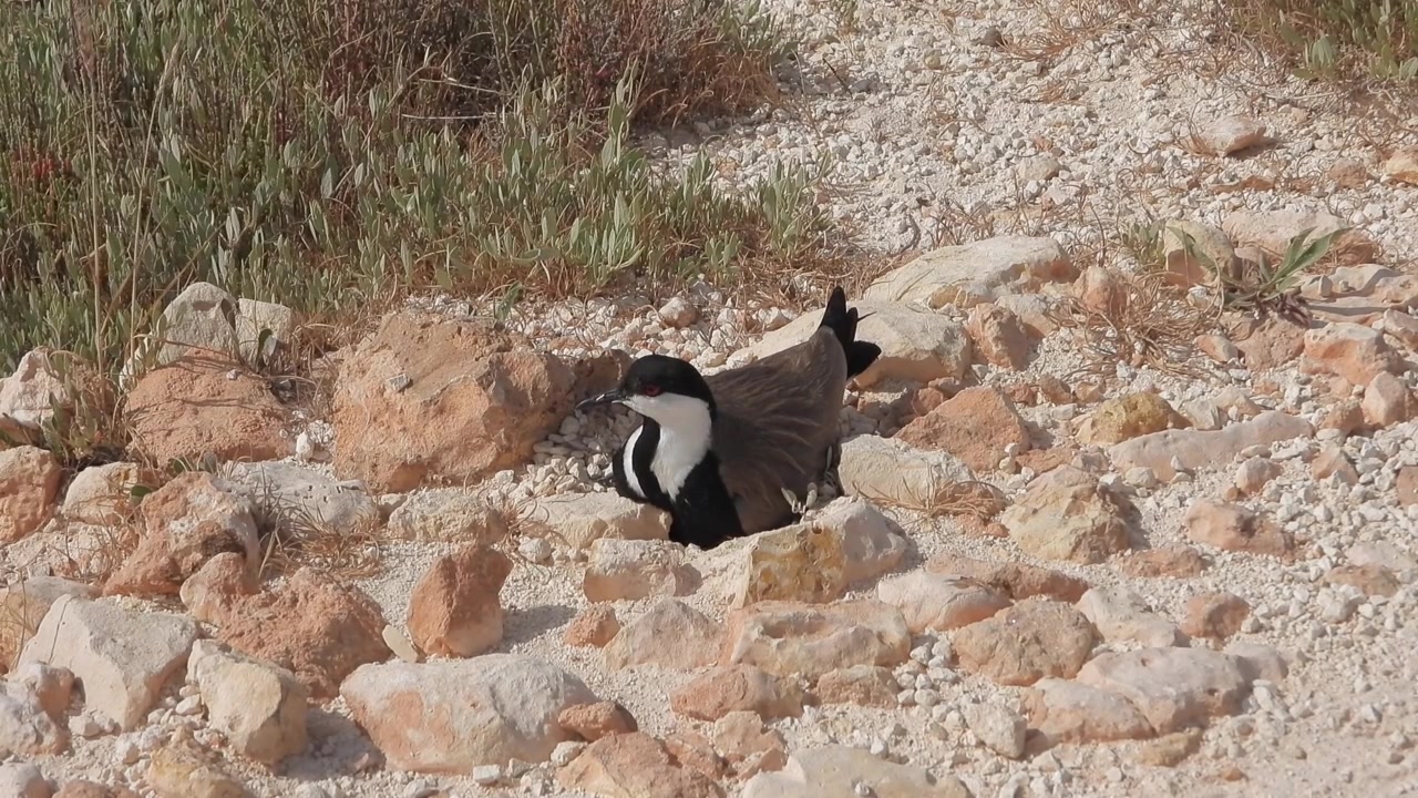 Spur-winged Lapwing Resting on Rocky Ground