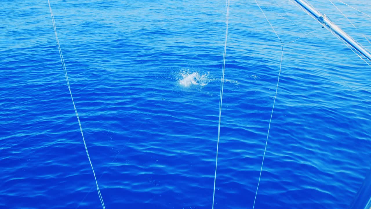 야생 마히마히 물고기가 낚싯줄에 걸려 물 밖으로 튀어나오며, 천천히 넓게