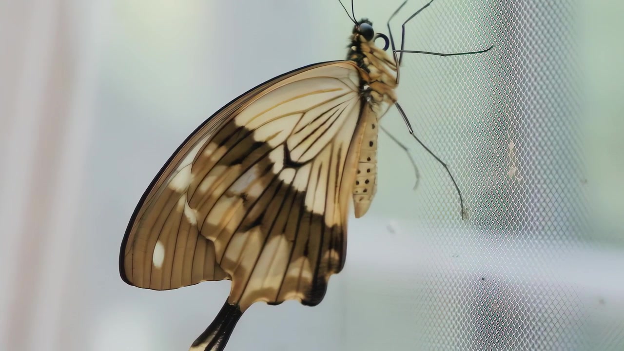 African swallowtail butterfly perches on translucent mesh, showcasing intricate cream and brown wing patterns. Macro photography captures delicate details, embodying nature's fragile beauty.