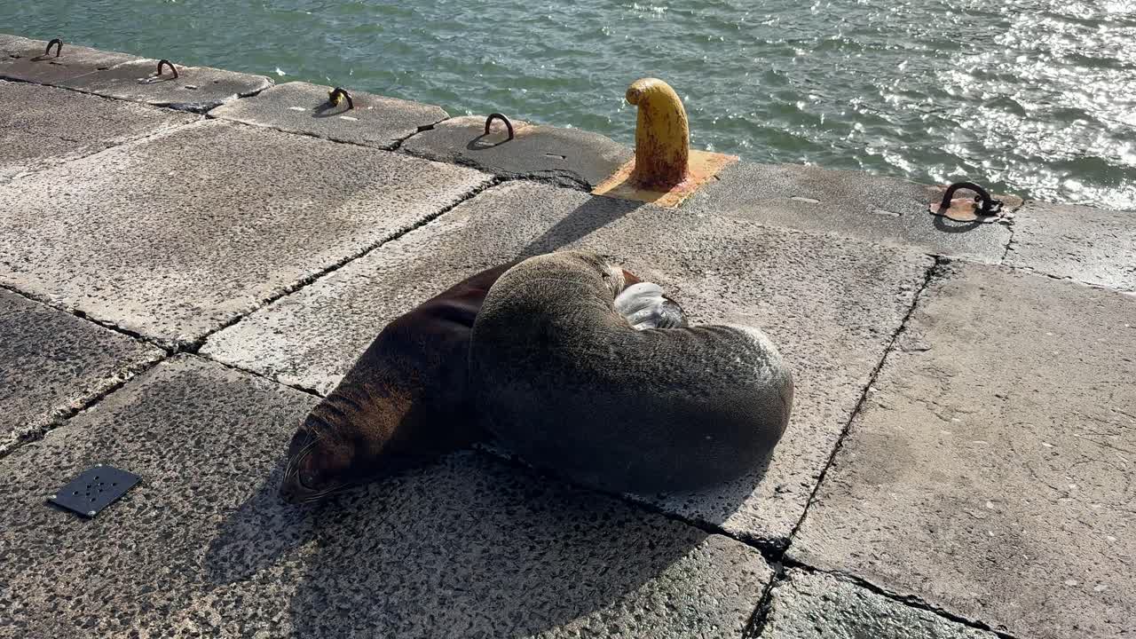 A seal relaxing on a pier in Kalk Bay near Cape Town.