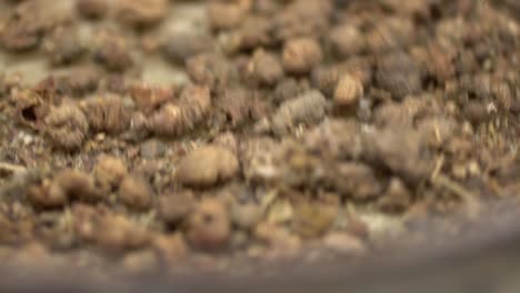 dried madder root being extracted into herbal powder, used as organic textile dye and medicine