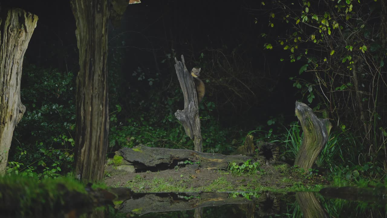 Pine marten on branch at night looks around in dark woodland clearing by pond, spotlighted in natural habitat. Vigilant mustelid wildlife behavior in forest