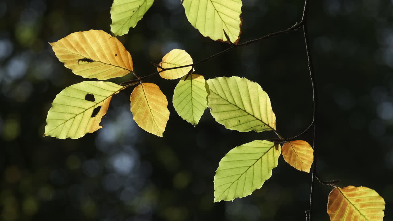 las hojas de los árboles de haya comienzan a cambiar de color otoñal en un bosque inglés, worcestershire