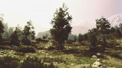 scenic mountain landscape with pine trees and rocky terrain at sunset