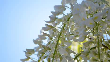 close up of white flowers of a wisteria tree gently moving in the spring breeze below the bright blue sky