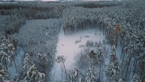 Aerial-drone-flight-over-snow-covered-forest-in-winter,-cold-weather,-peaceful-relaxing-view-during-sunset-or-sunrise