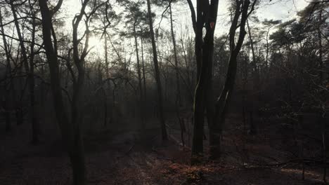 Drohne-Fliegt-Langsam-Zwischen-Bäumen-In-Einem-Wald,-Wobei-Die-Sonne-Zwischen-Etwas-Nebel-Durchkommt-Und-Die-Bäume-Sonnenstrahlen-In-4k-Werfen