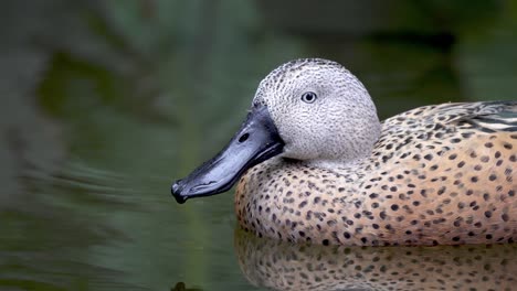 static shot of a red shoveler duck floating on a pond and looking forward