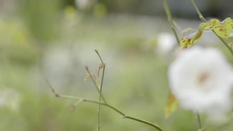 Nahaufnahme-Einer-Weißen-Blume-Mit-Grünen-Blättern-Im-Garten,-In-Zeitlupe