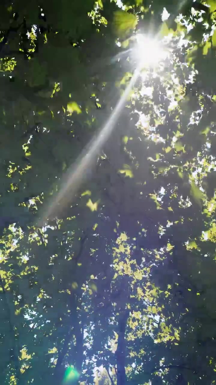 Sonnenlicht filtert durch grüne Baumblätter im Wald