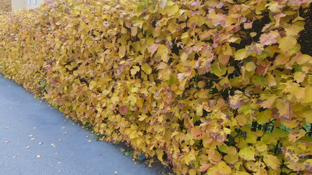 슬로우 모션으로 가을에 아름다운 노란색 울타리 옆을 걷고