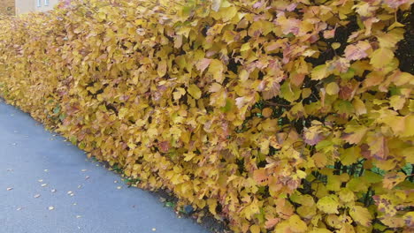 walking next to a beautiful yellow hedge in the autumn in slow motion