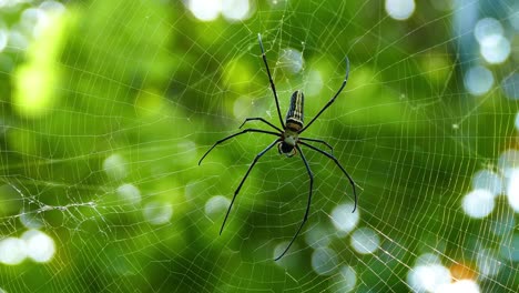 spider on the web macro