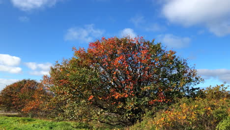 Autumn tree on a sunny day
