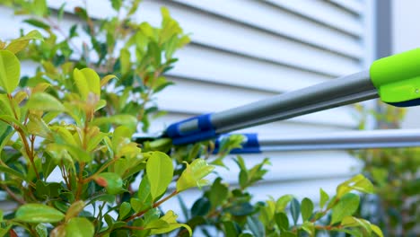 hands use pruning scissors to trim a leafy green bush in a residential garden, with natural daylight and a steady close-up camera angle