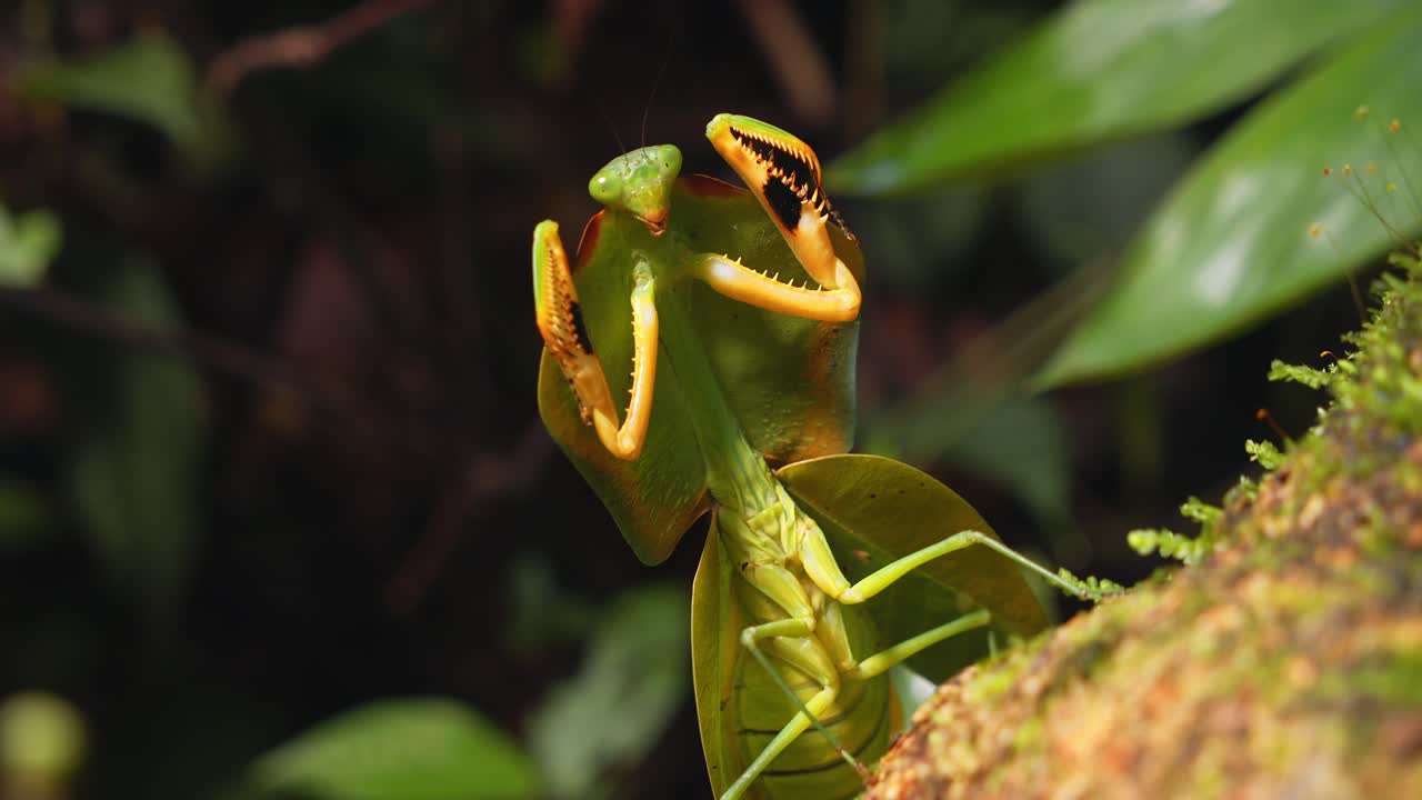 Close-up of a Cobra Mantis raising its forelegs like a boxer, striking a pose in Peru’s rainforest.