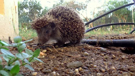 Ein-Igel,-Der-Im-Garten-Herumstreift