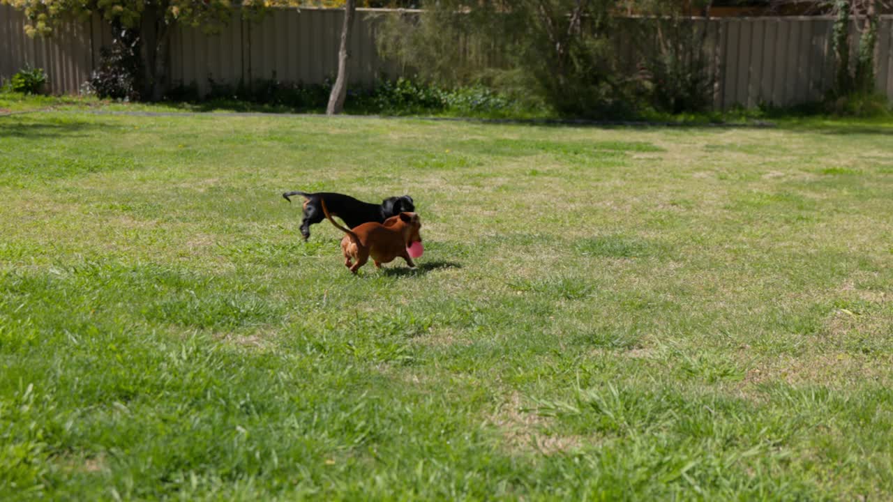 Cani che giocano con una palla sul prato