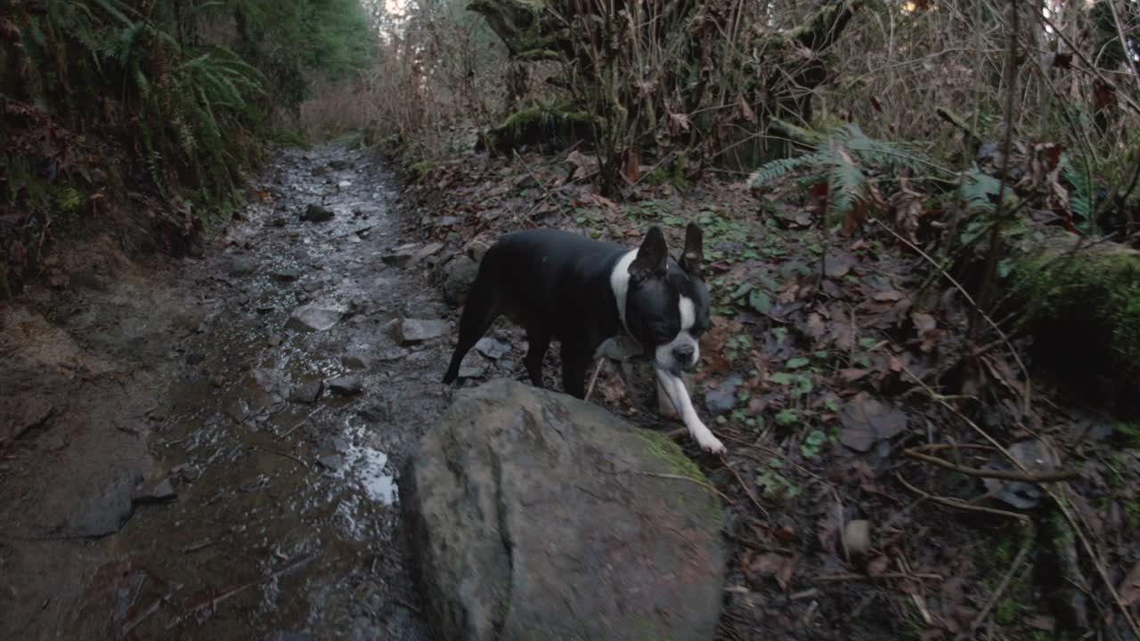 tomada de cámara baja y constante de un perro terrier de boston en un sendero de senderismo en el bosque