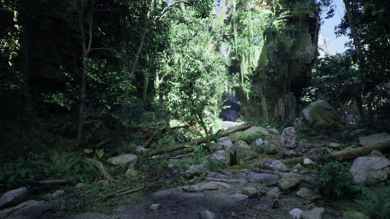 Discover a vibrant tropical forest with sunlight filtering through