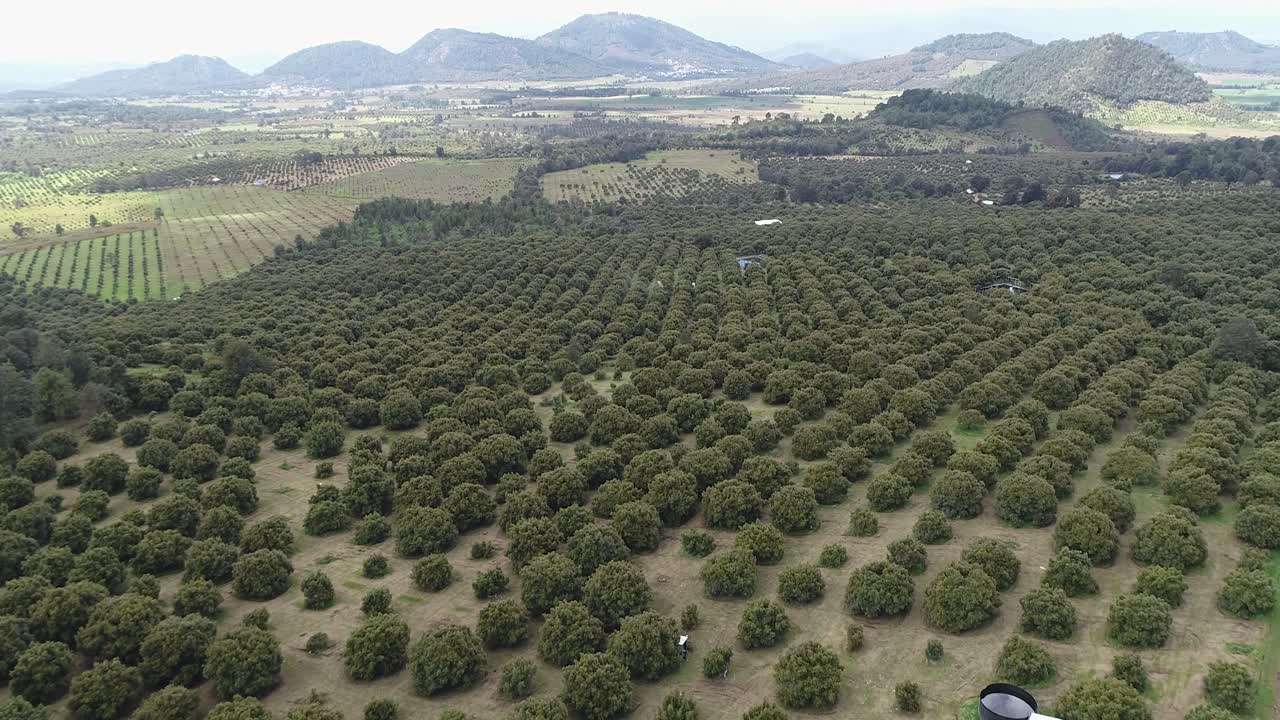 zoom de vértigo sobre la cabeza en rancho de aguacate en michocán