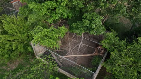 Wild-Puma-in-a-cage-in-an-animal-rescue-center-in-Bolivia