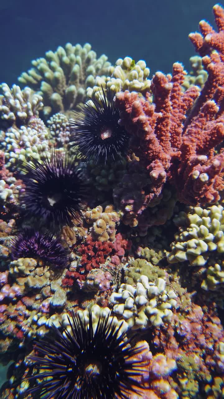 Video subacqueo ravvicinato di una vivace barriera corallina con ricci di mare.