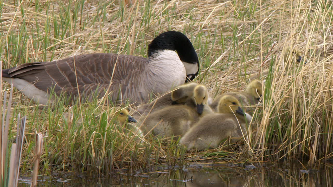 Adult goose and fluffy goslings preen plumage by edge of wetland pond