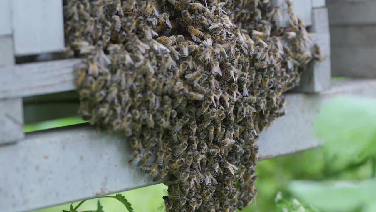 un enjambre de abejas aferrado a la colmena en la parte delantera