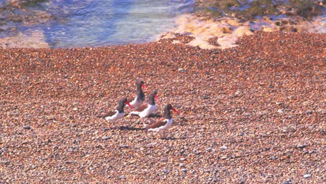 tres machos de cazadores de ostras de magallanes exhibiendo plumas a una hembra, baile de cortejo en la playa de arena hembra jugando duro para conseguir