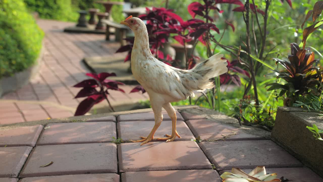 white chicken walking, near Tegalalang rice terraces, jungle in Ubud, Bali, Indonesia.