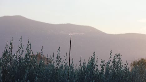 the-olive-trees-irrigated-in-the-front