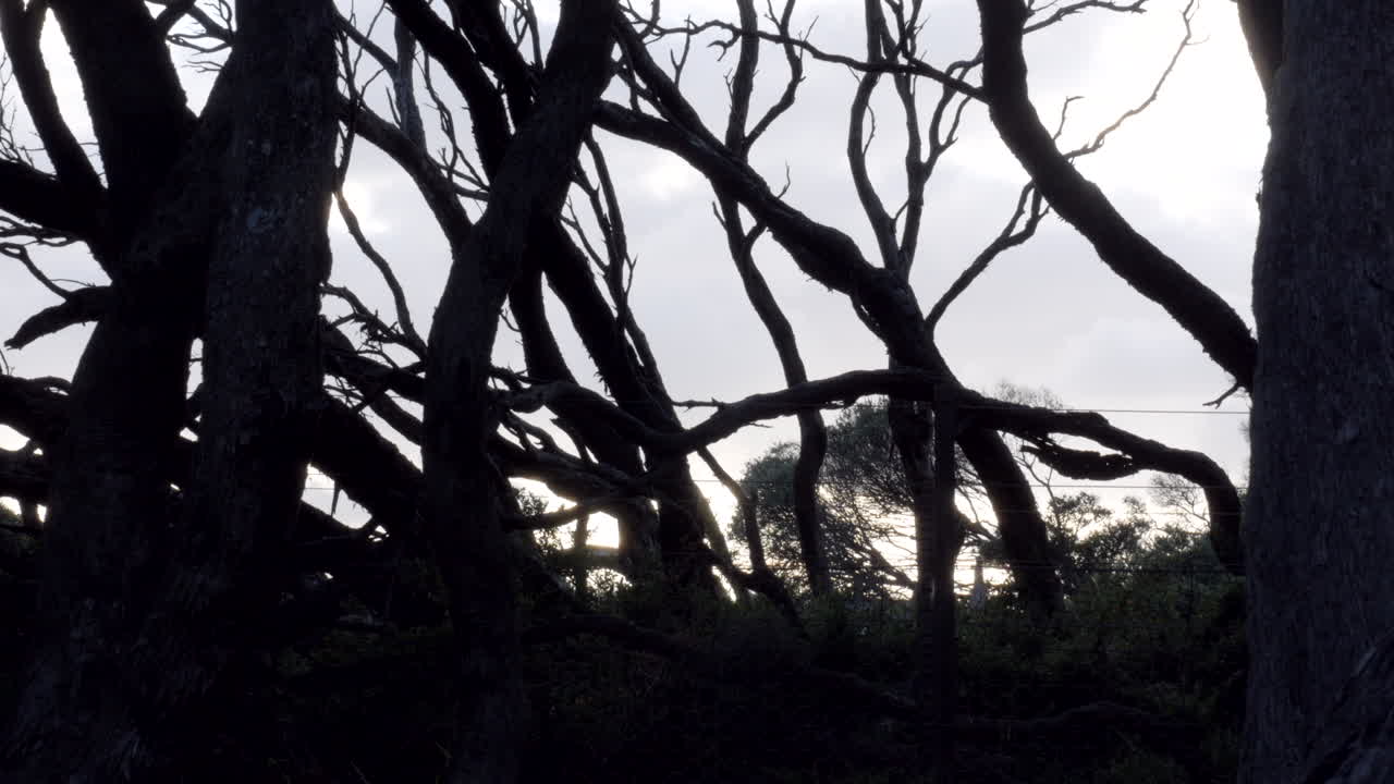 árboles retorcidos de moonah ubicados en una playa australiana