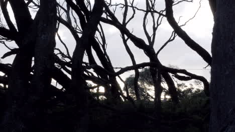 twisted moonah trees located on an australian beach front