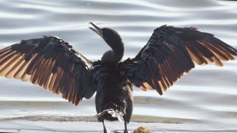 cormorant spreading wings triumphantly along beach shore in slow motion