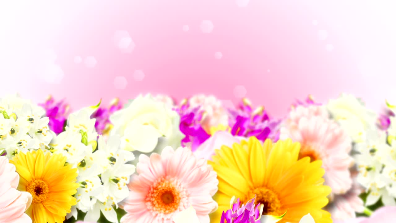 다채로운 꽃, 분홍색 배경, 루프 애니메이션