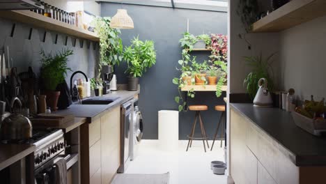 Video-of-smart,-compact,-sunny-modern-kitchen-with-lots-of-plants-and-dark-grey-walls