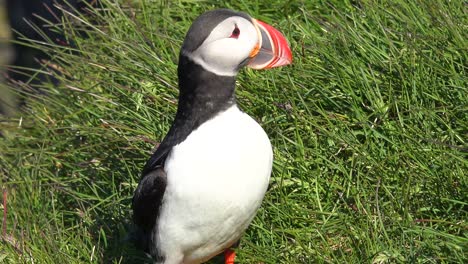 Bonito-Primer-Plano-De-Un-Lindo-Frailecillo-Posando-En-La-Costa-De-Islandia-Cerca-De-Latrabjarg