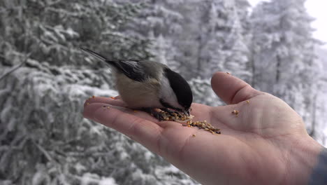 Meisevogel,-Der-In-Der-Hand-Des-Mannes-Isst