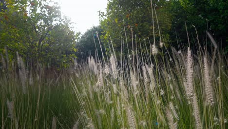 tranquil marrakesh garden with lush green trees and tall grass swaying