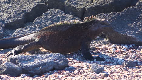 iguanas marinas caminan por las costas volcánicas de las islas galápagos ecuador 1