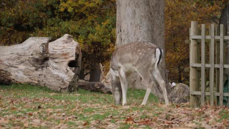 ciervo en barbecho en busca de comida en el parque knole