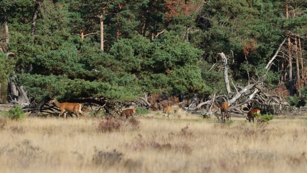 Gruppe Wildhirsche im Hintergrund des Nationalparks De Hoge Veluwe