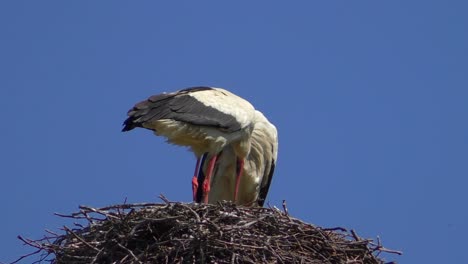 Two-Storks-in-a-nest-with-blue-sky