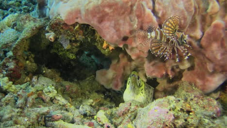 Yellow-headed-moray-eel-peeks-out-from-its-hiding-place-under-a-block-of-coral