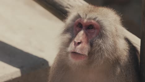 close-up portrait of an adult japanese snow macaque during sunny day