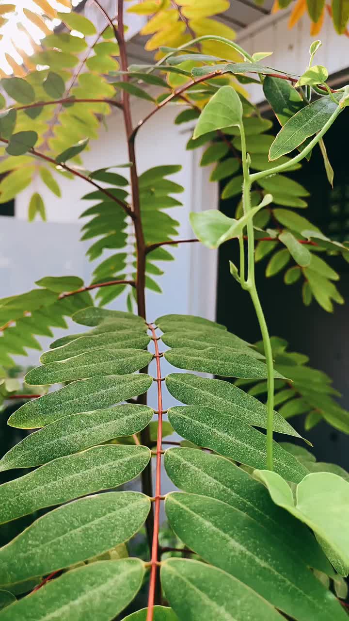 cerca de hojas verdes vibrantes en un árbol