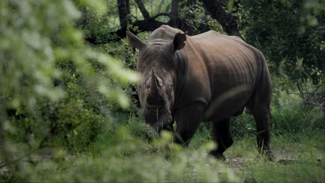 Weißes-Nashorn-Im-Wilden-Simbabwe