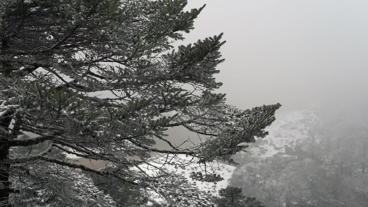 히말라야 산맥의 언덕에 눈 덮인 소나무의 아름다움