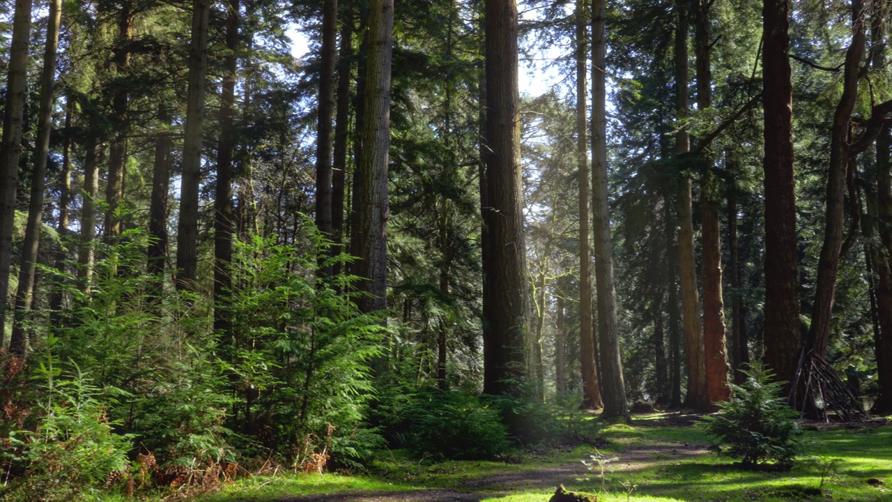 The New Forest National Park in southern England is an ancient landscape of heathland, forest, and coastline. Established by William the Conqueror in 1079 as a royal hunting ground.